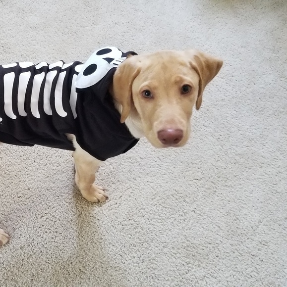 Meet your Posher, Cassie - Picture 1 of 1